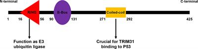 TRIM31: A molecule with a dual role in cancer